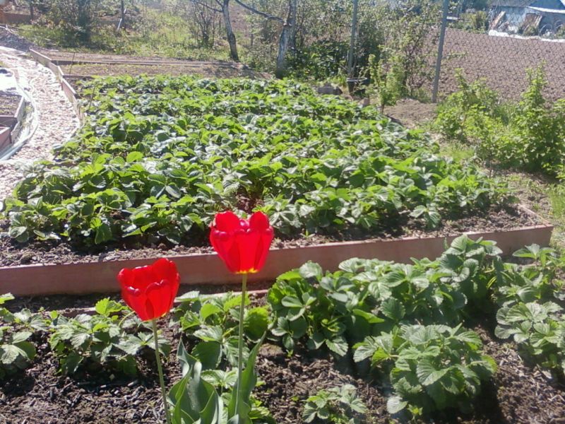 дорожка в клубнике
