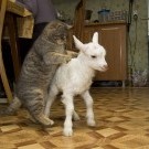 Котэ отакуе! :)