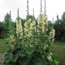 МАЛЬВЫ 2011