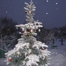 Уличная новогодняя елка утром 1 января 2012 года