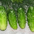 огурцы