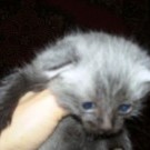 Мультик