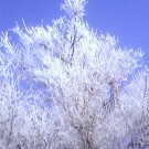 деревенька моя