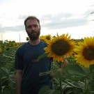 Поле подсолнухов