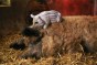 mangalica