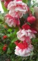 Annushka